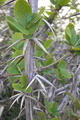 Berberis Vulgaris